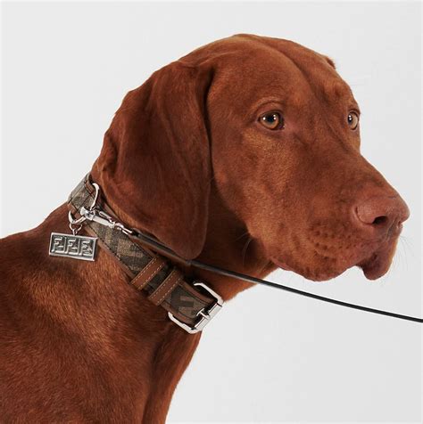 high end designer dog collars.